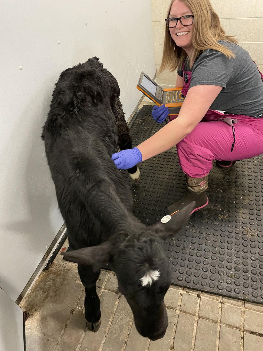 researcher, calf