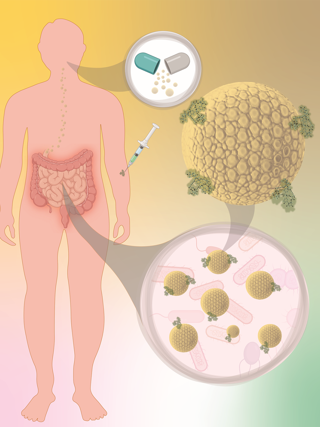 Illustration of antibiotics in the gut