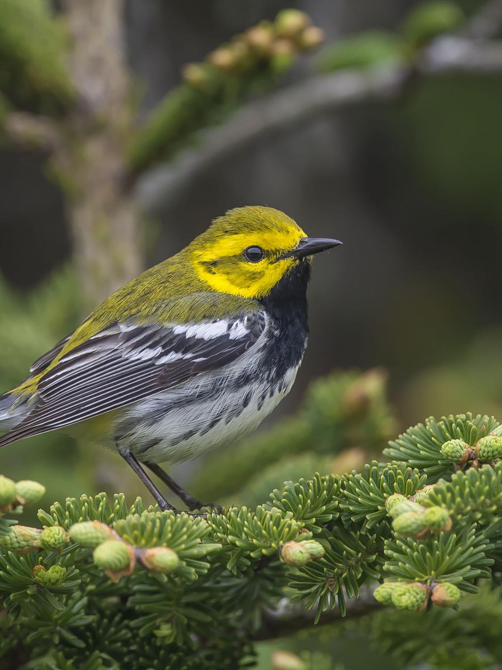 warbler sits in a pine tree