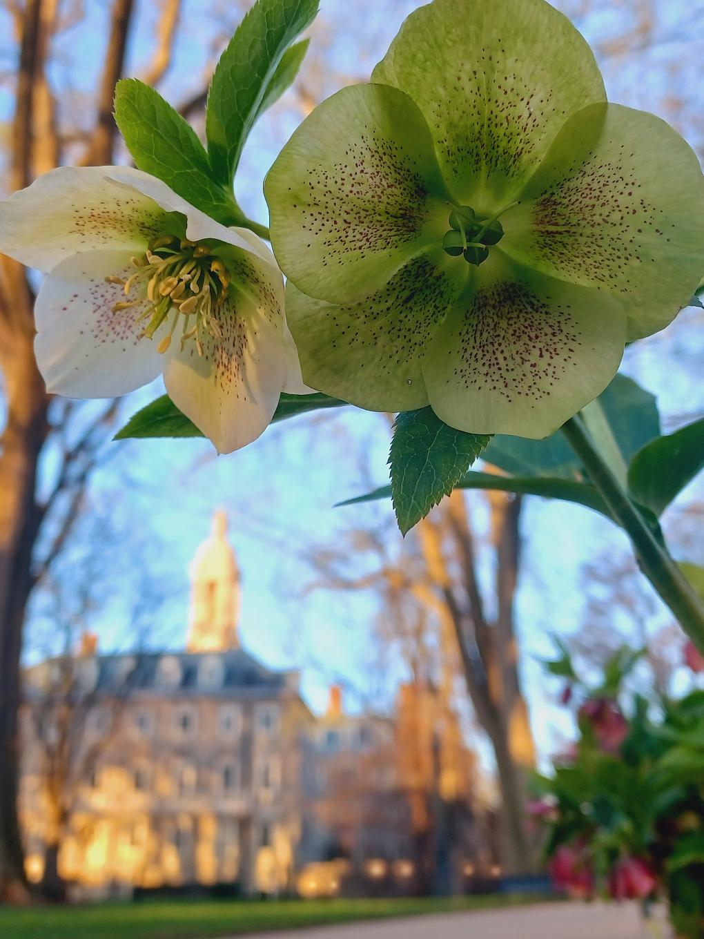 A closeup of a green flower with a blurred Old Main in the background