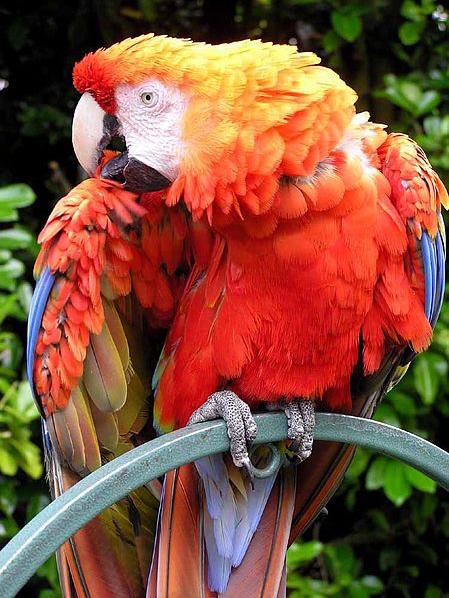 image of an adult scarlet macaw with bright red breast, yellow head and purple underfeathers