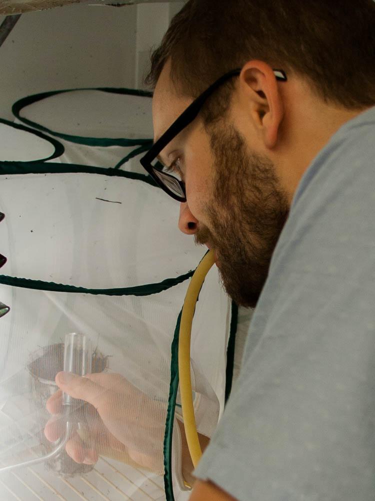 Cloonan aspirating gnats
