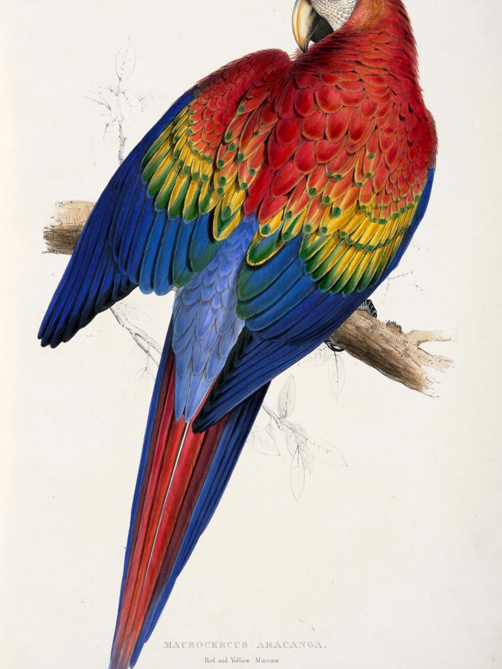 Early illustration of a scarlet macaw