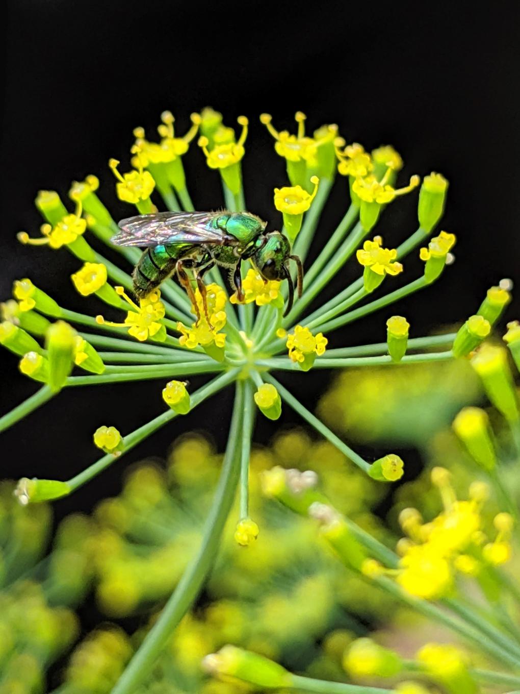 sweat bee on dill flower