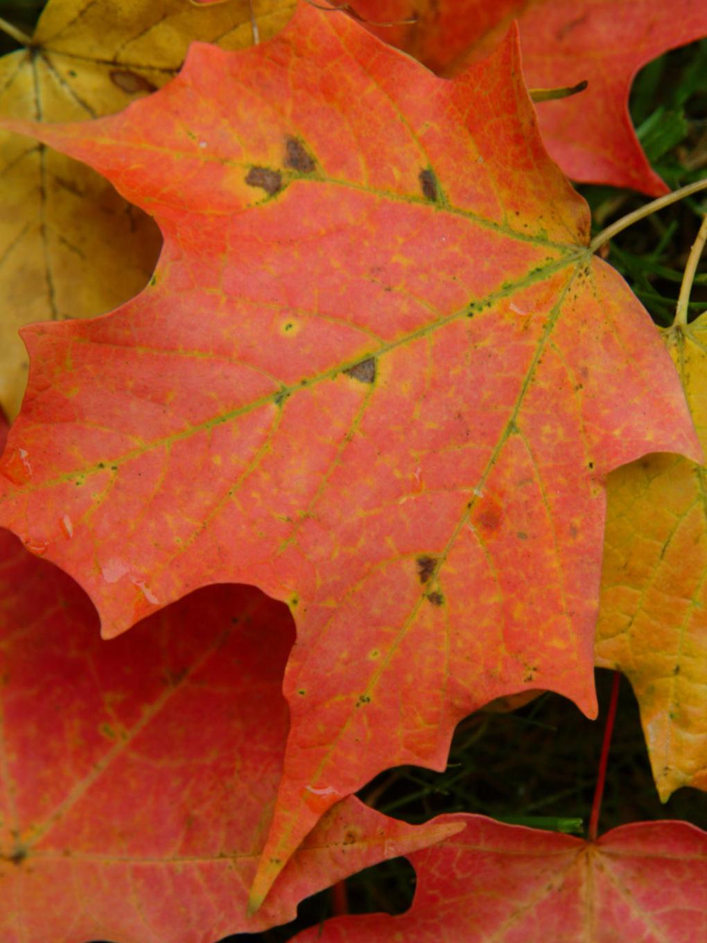 foliage right rail