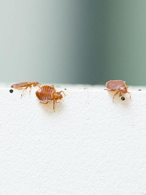 Bed bugs on furniture