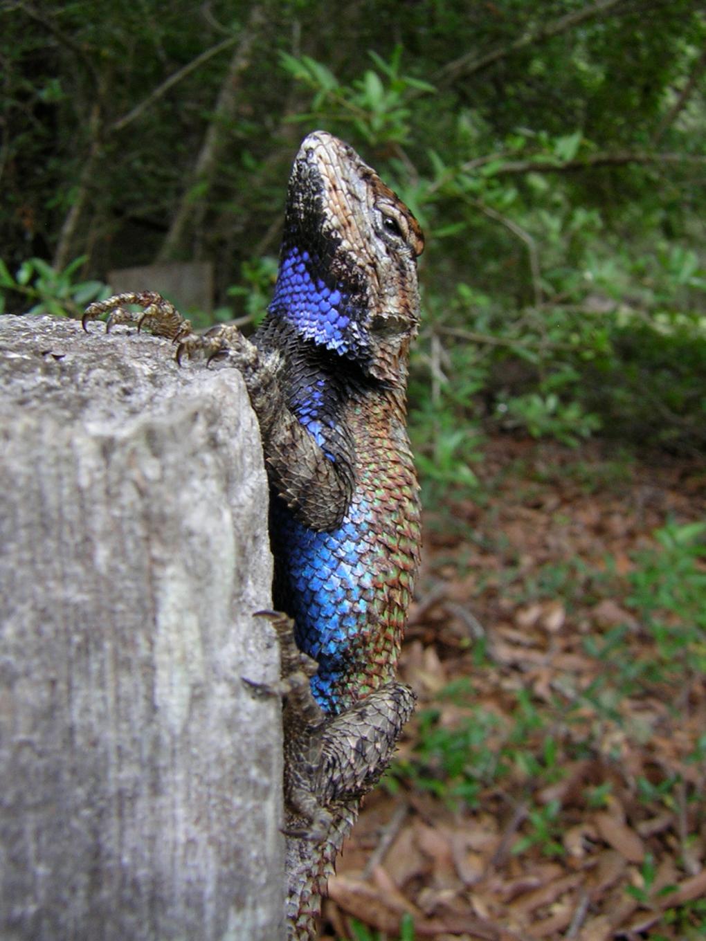 lizard on log with blue badges