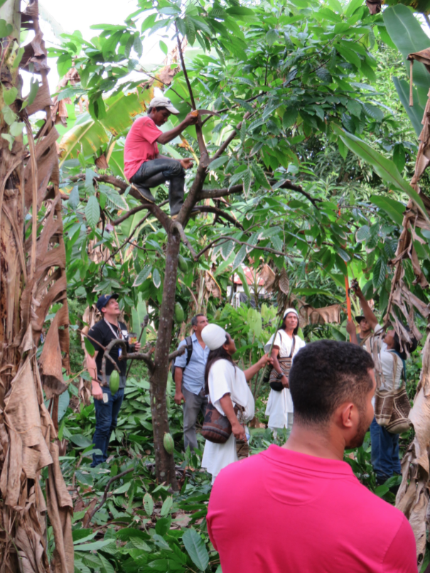 demonstrating how to prune a cacao tree