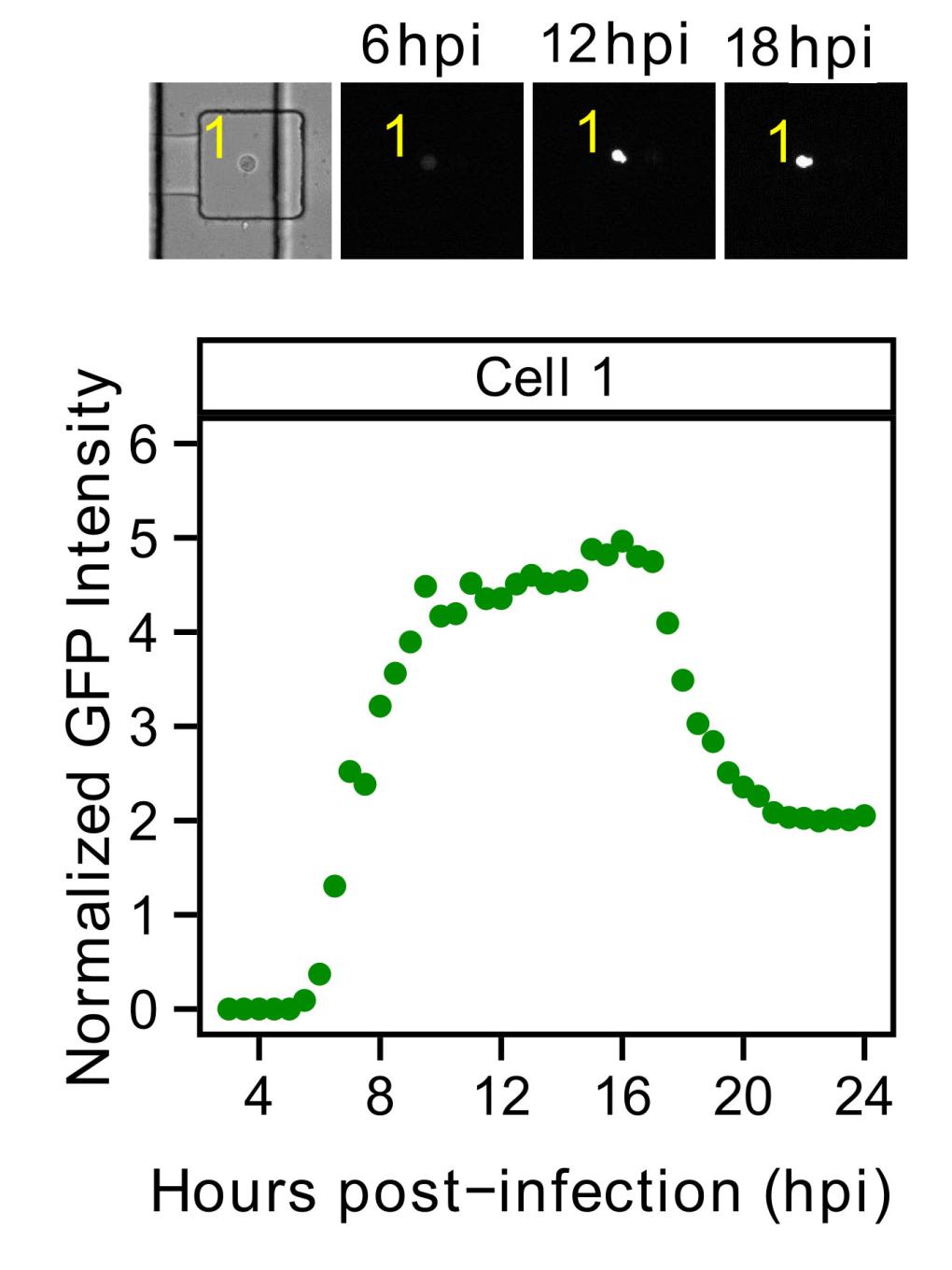 Tracking virus dynamics in single cell