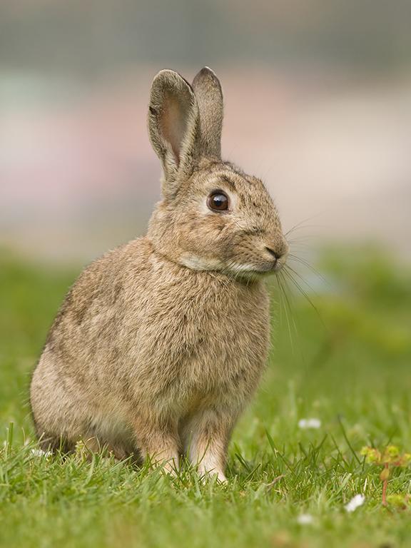 rabbit