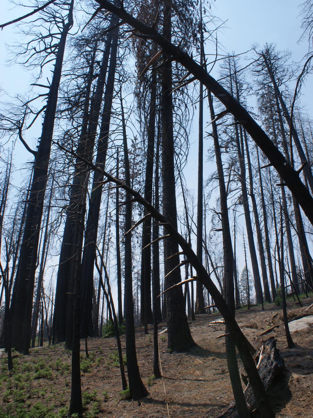 high-severity burn after Rim Fire