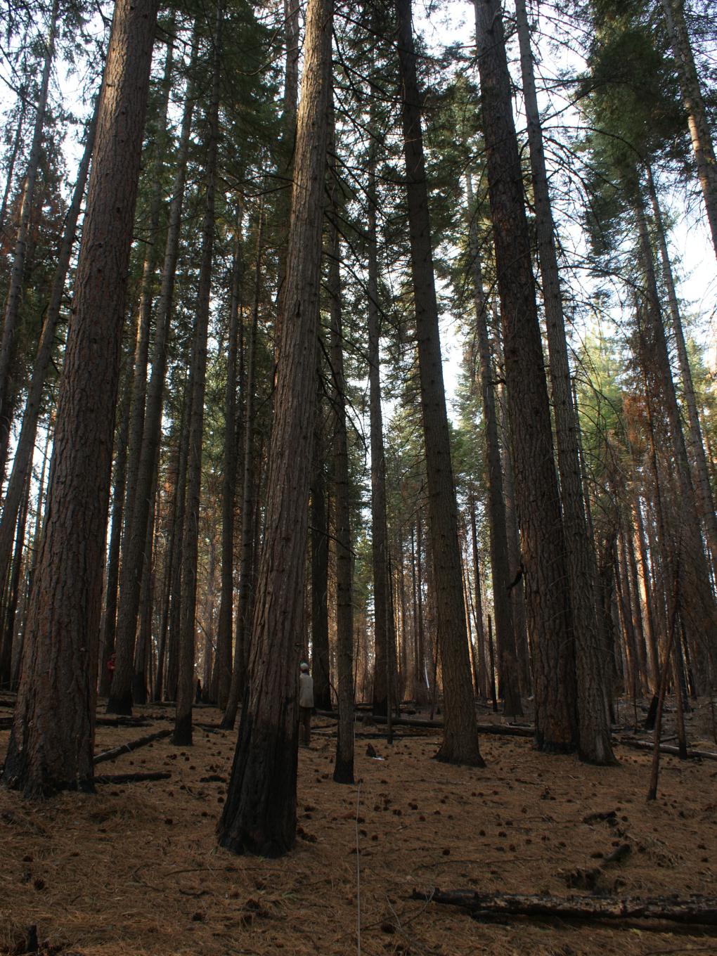 low severity burn in Rim Fire