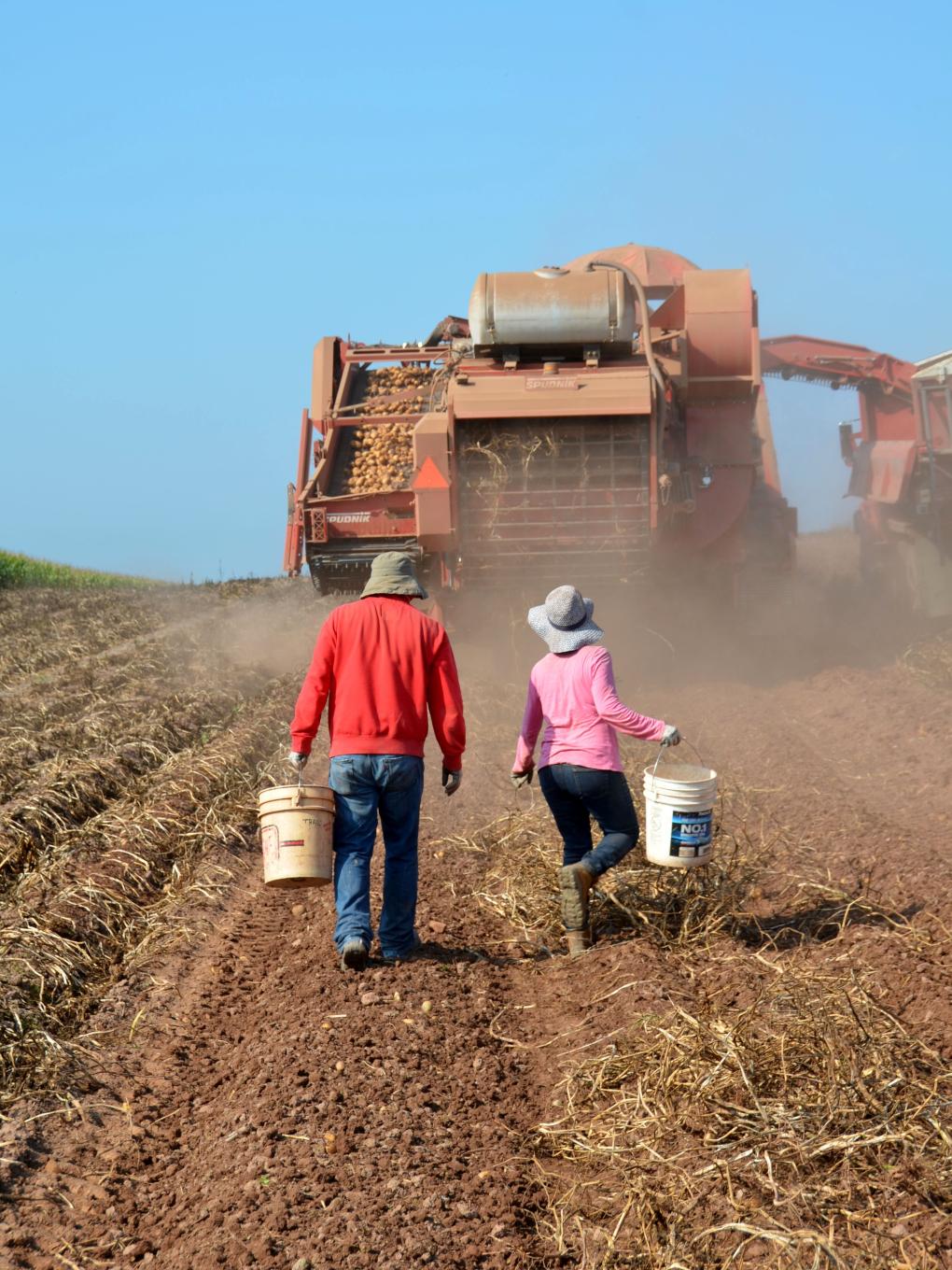 Sterman Masser spudnik harvester