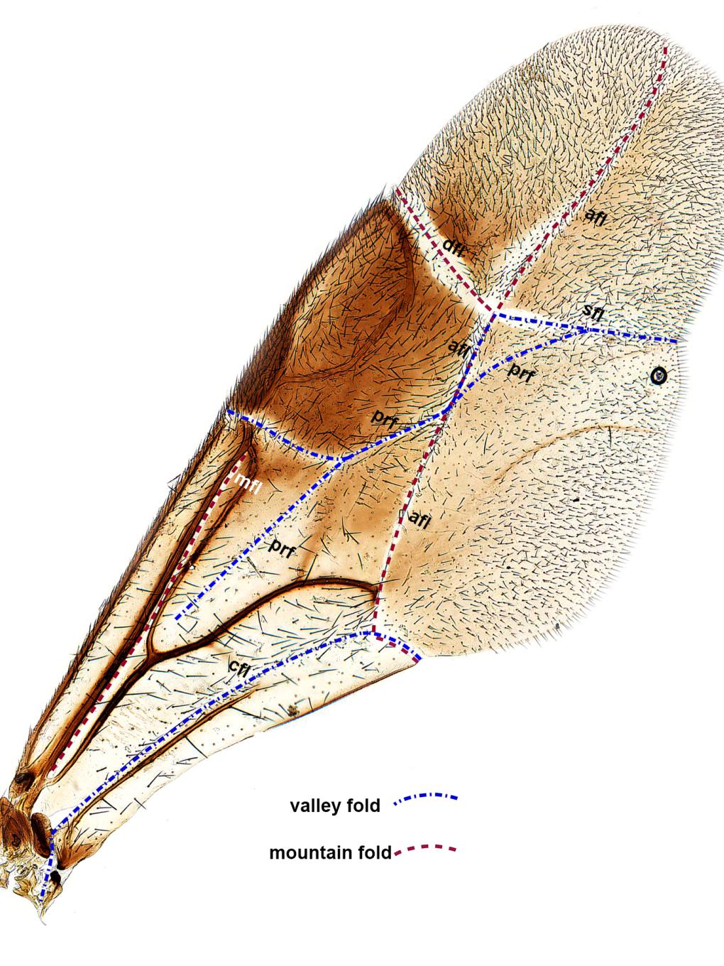 folded wasp wing