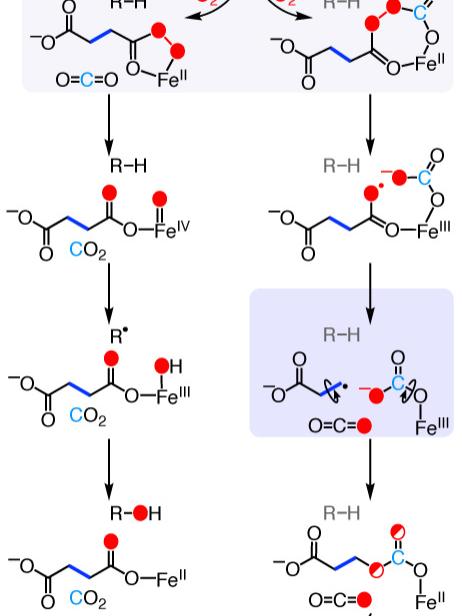 Mechanisms of the ethylene-forming enzyme (EFE) reactions
