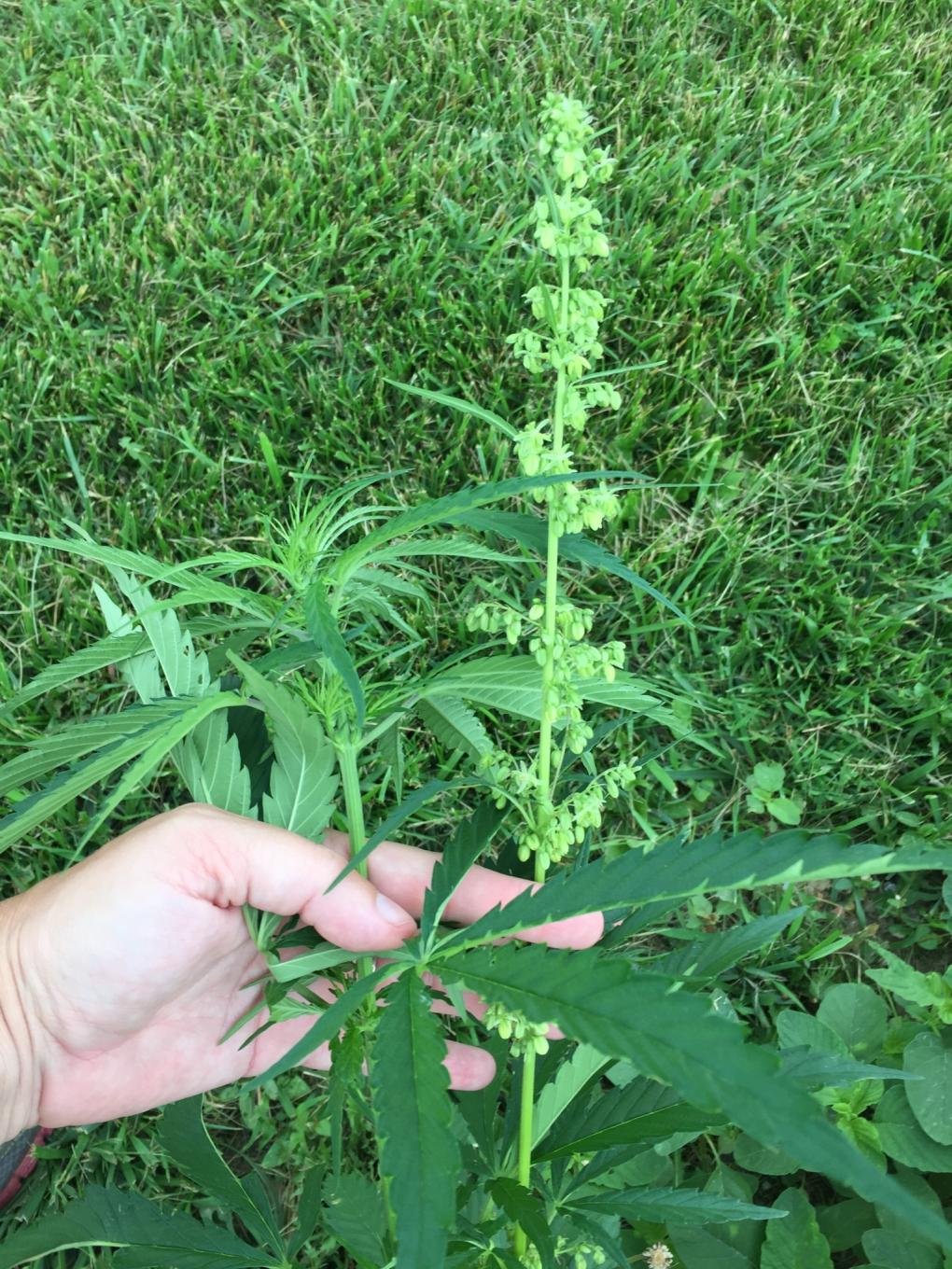 Hemp plants at Penn State