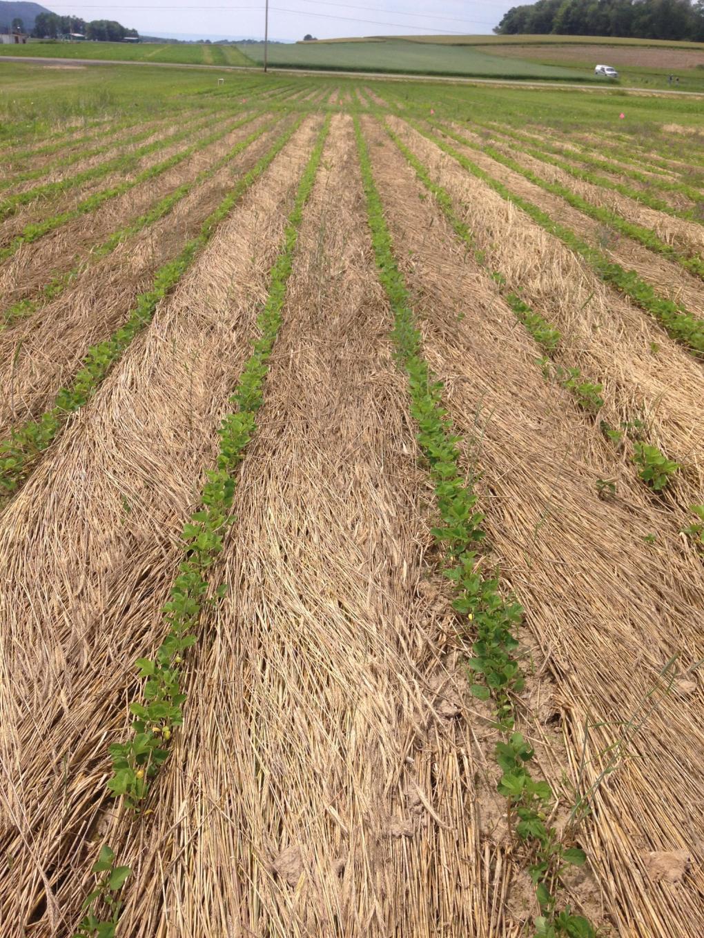 emerging soybeans