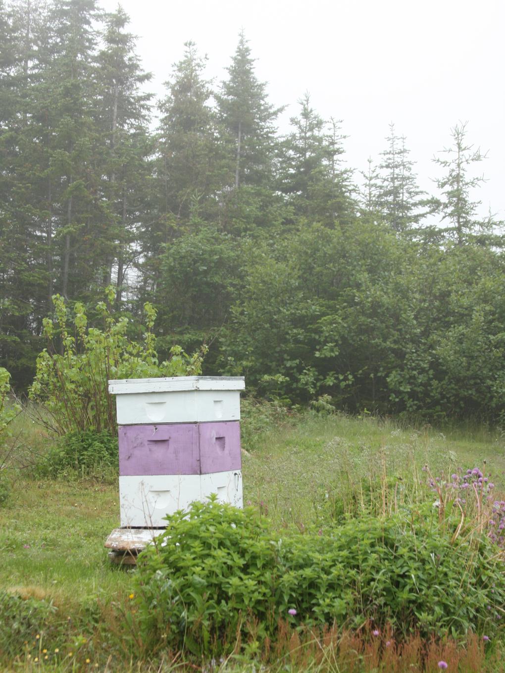 bee hive