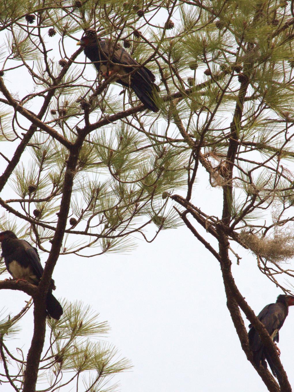 red-throated caracara perched in tree