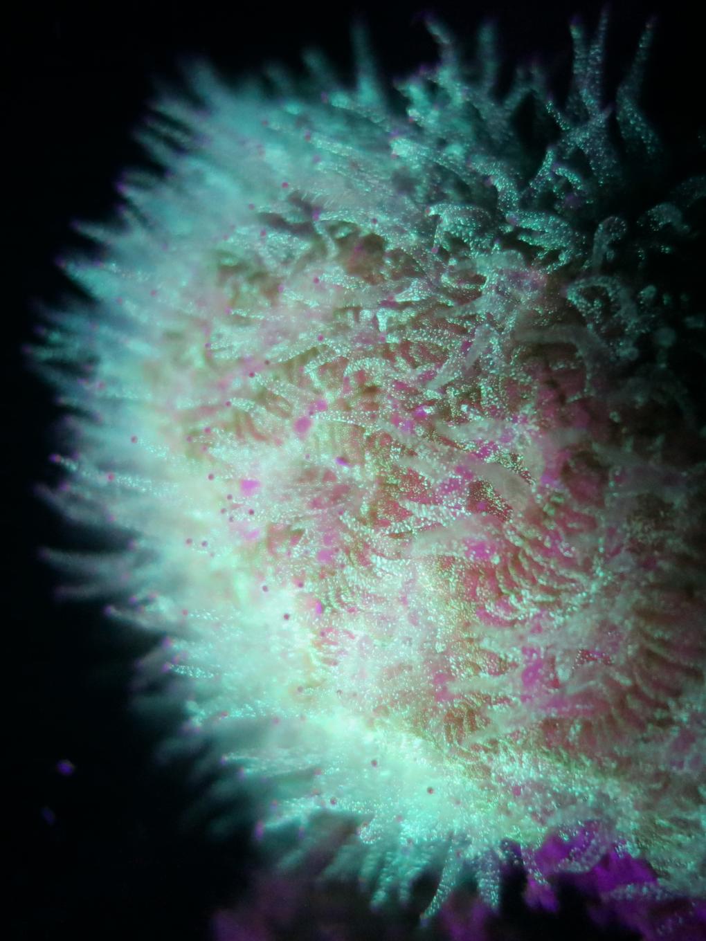 Microbiome art