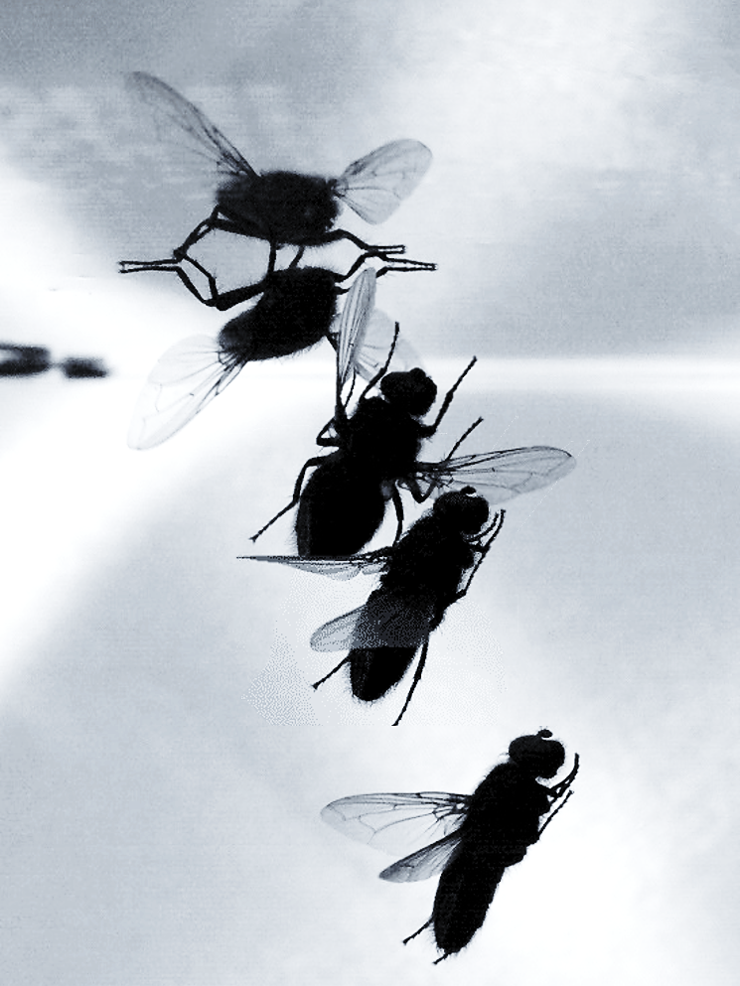 A fly completing a series of complex maneuvers to land upside down on a ceiling.