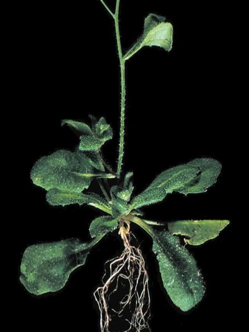 thale cress plant