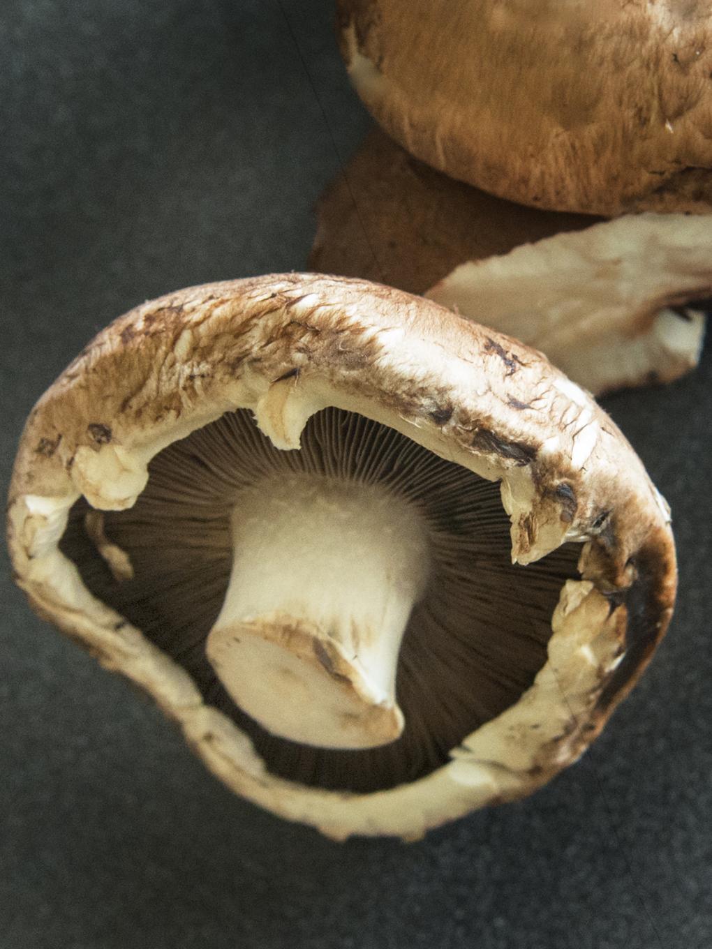 Porcini