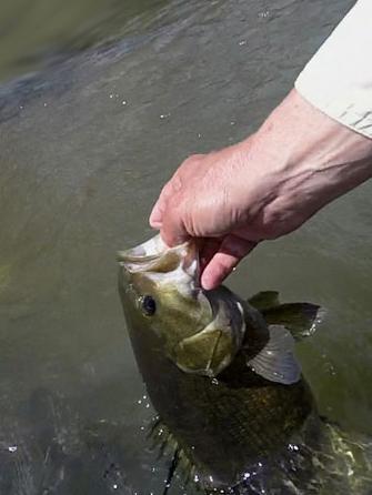Smallmouth bass