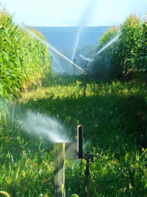 corn irrigation at Living Filter