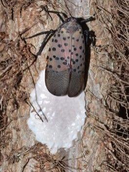 SLF laying eggs