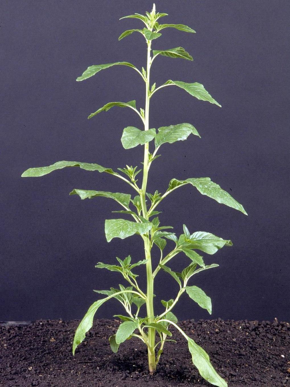 Waterhemp