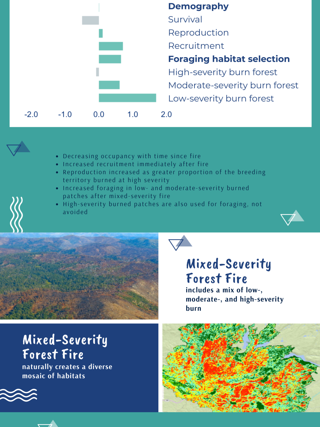 Infographic about the effects of fire on spotted owls