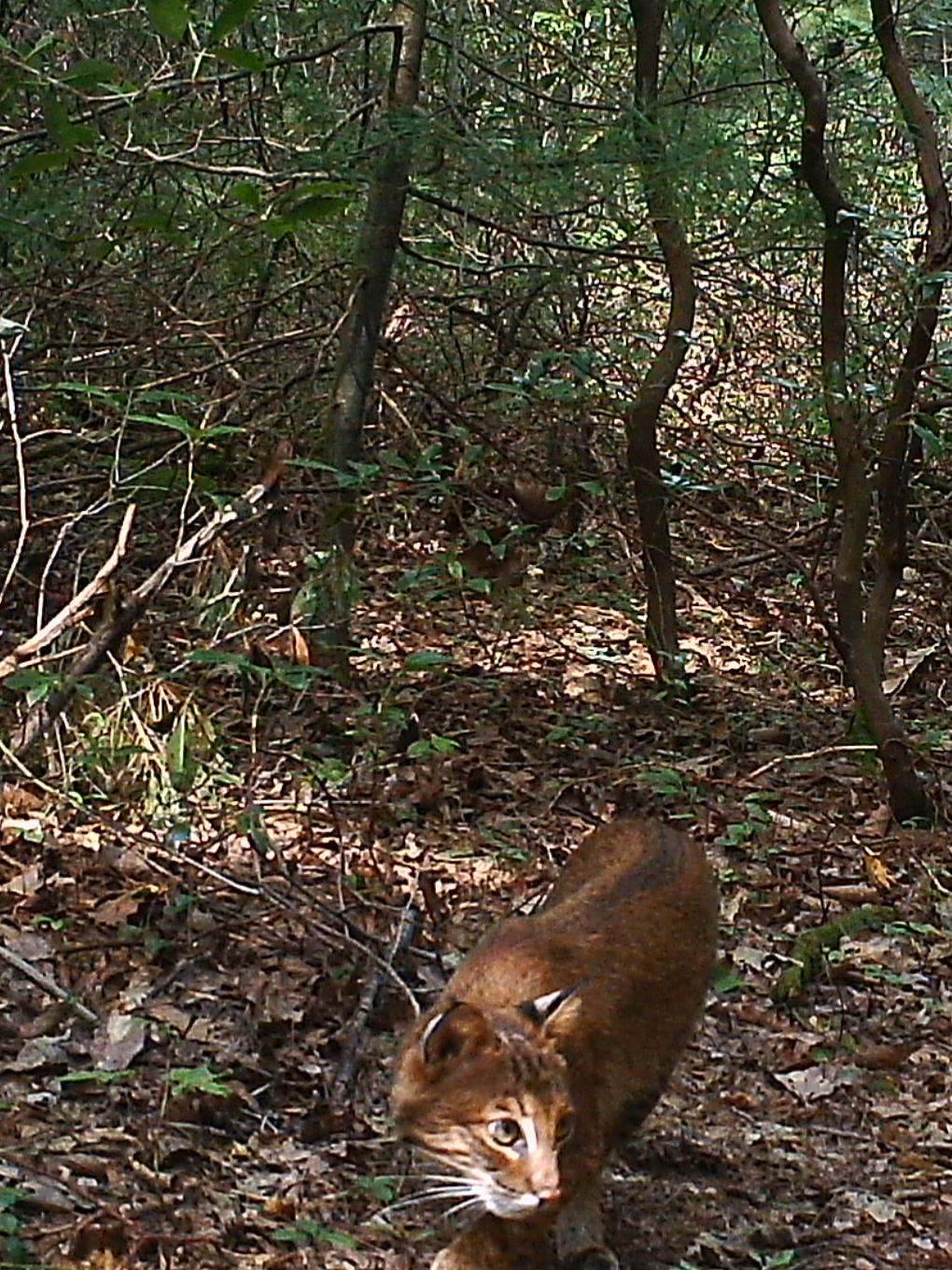 bobcat on trail cam