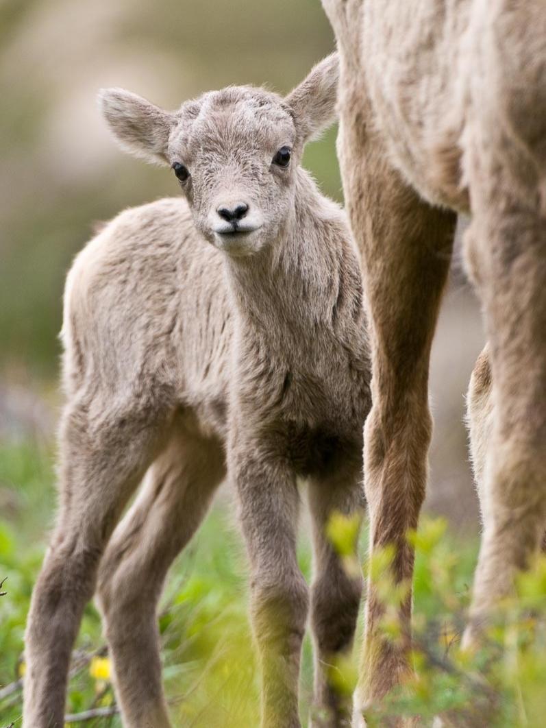 bighorn lamb