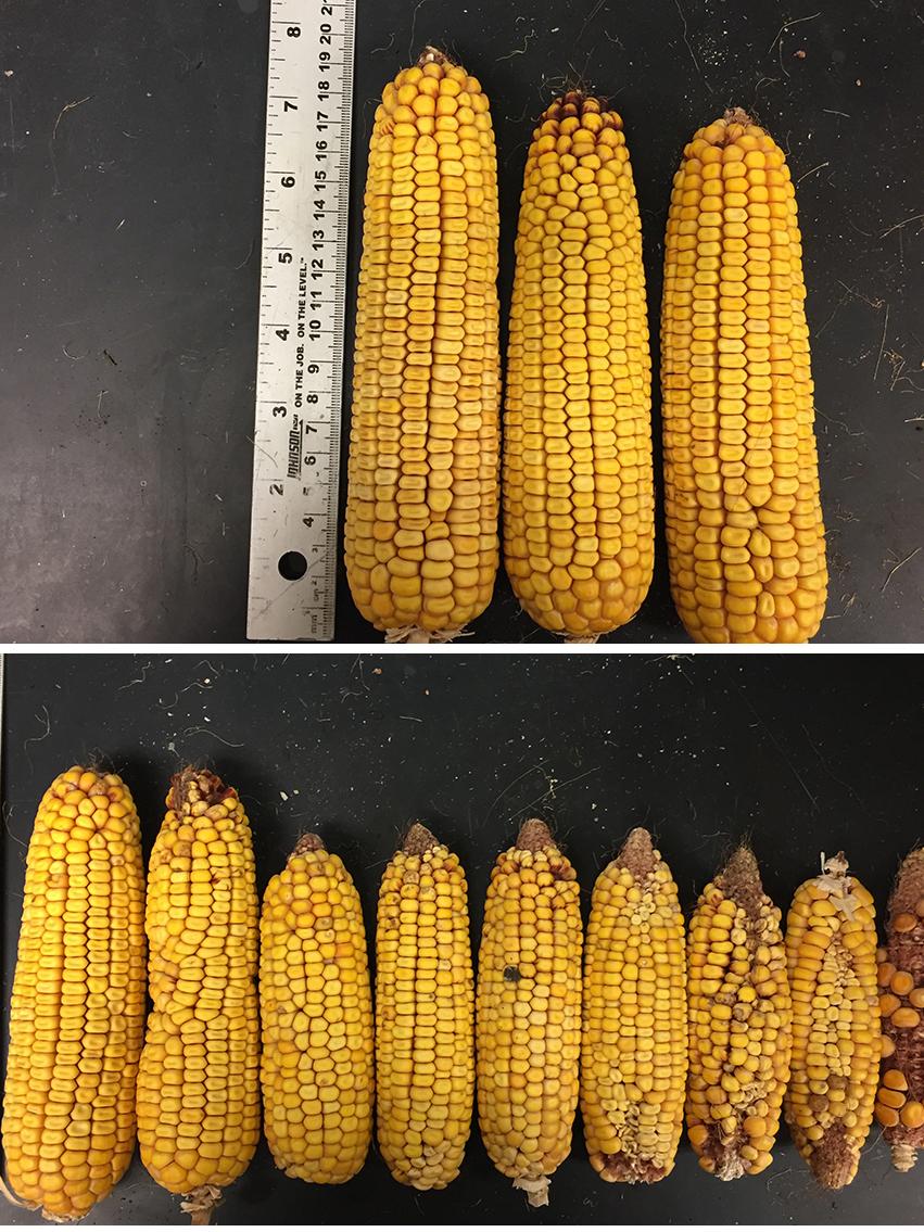 corn cobs