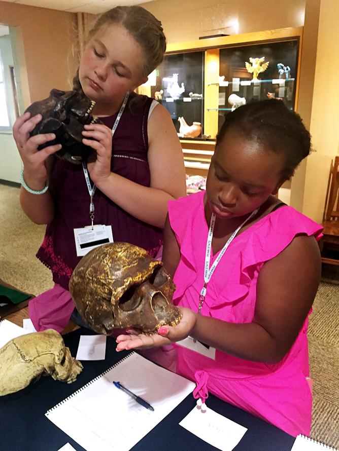 investigating hominid skulls