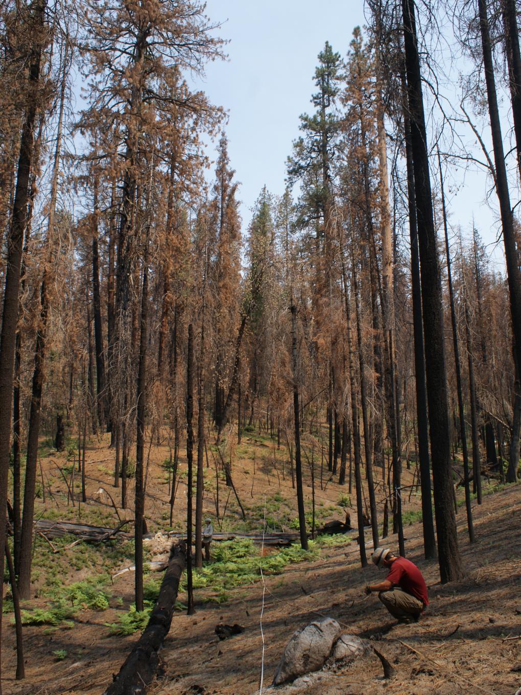 Researchers measure post-fire carbon emissions in Yosemite National Park. 