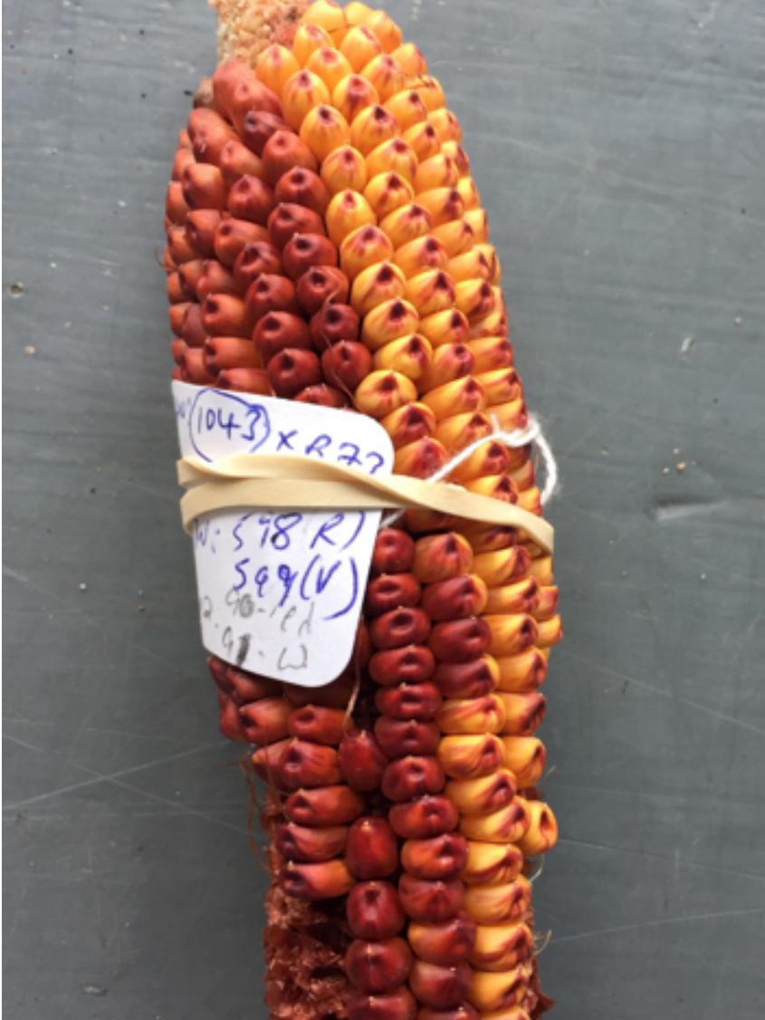 A single corn cob