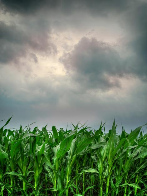 humidity helps corn with storm