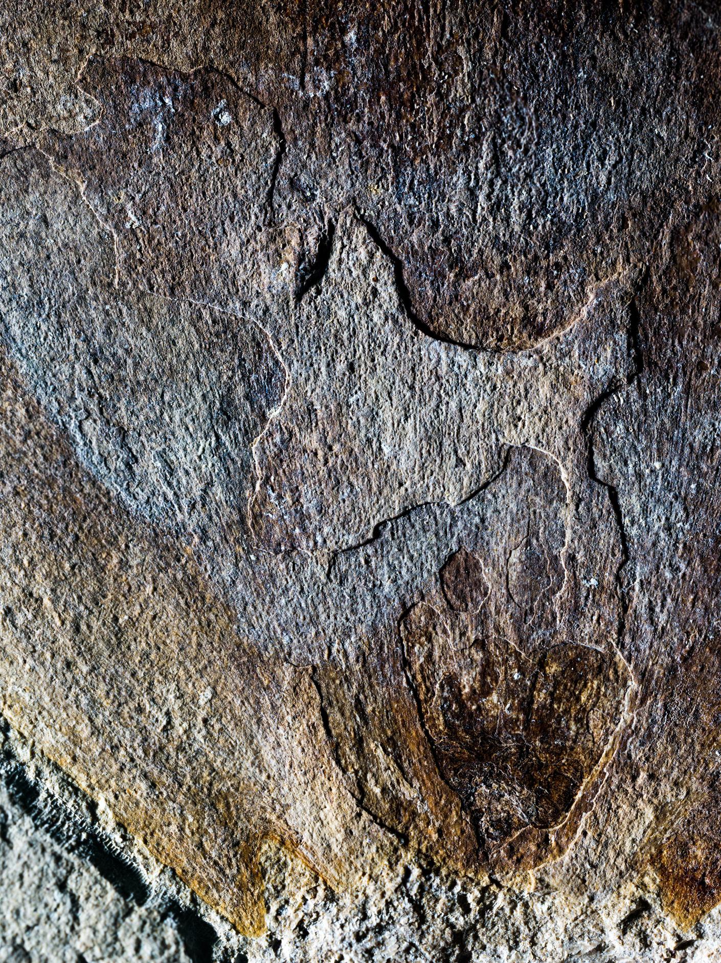 grey and brown fossil rock