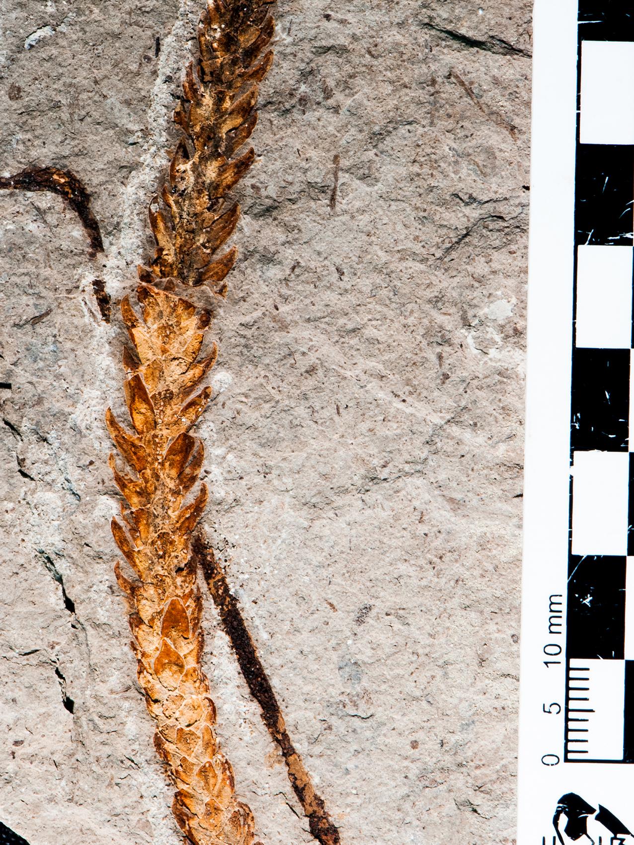 A leafy branch fossil of Araucaria pichileufensis
