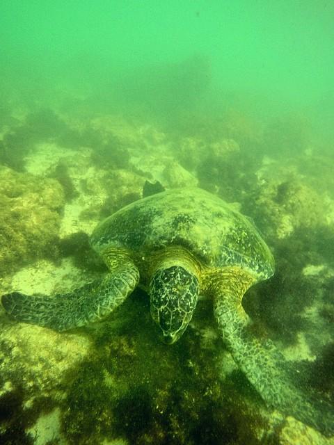 sea turtle swimming in ocean