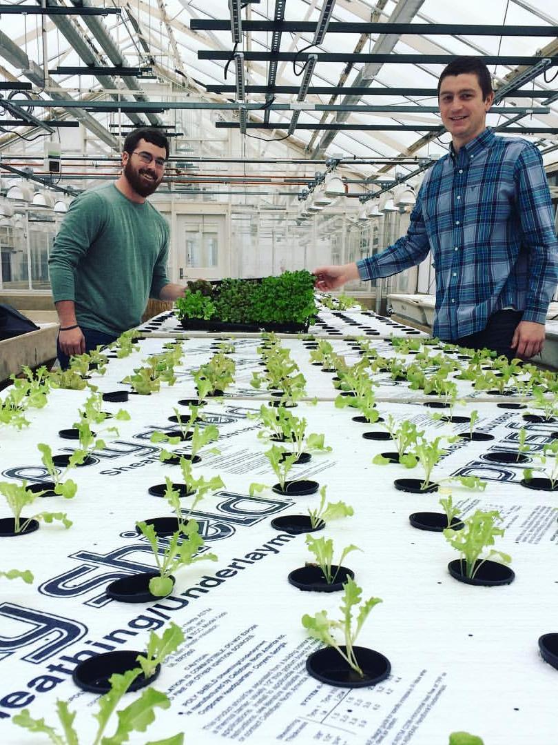 Student Farm Club members grow lettuce