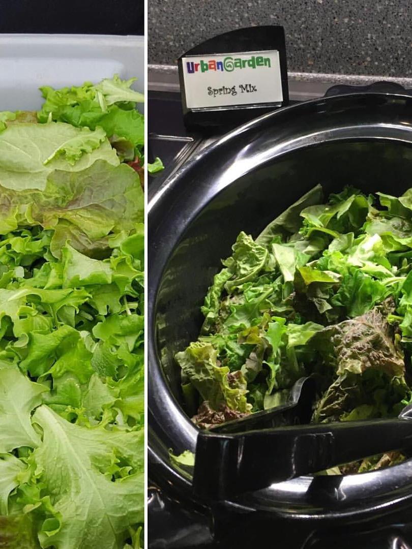spring mix in the dining halls
