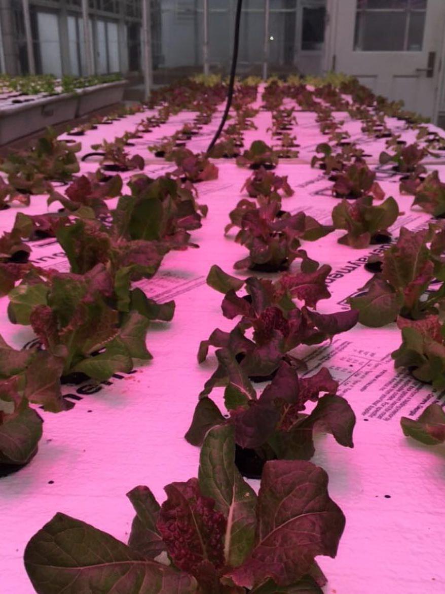 led grow lights