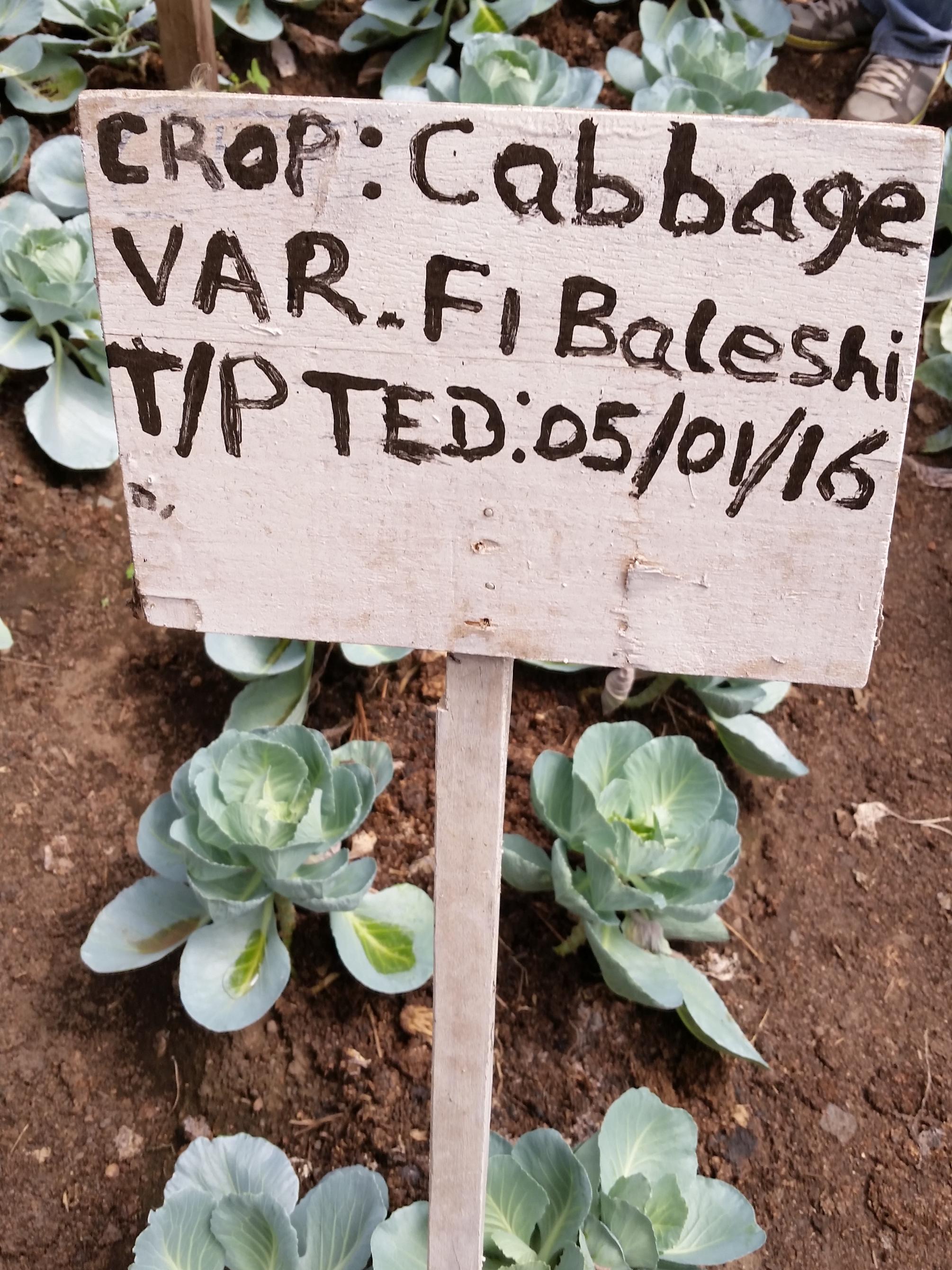 Farmers planted cabbage in the greenhouse. 