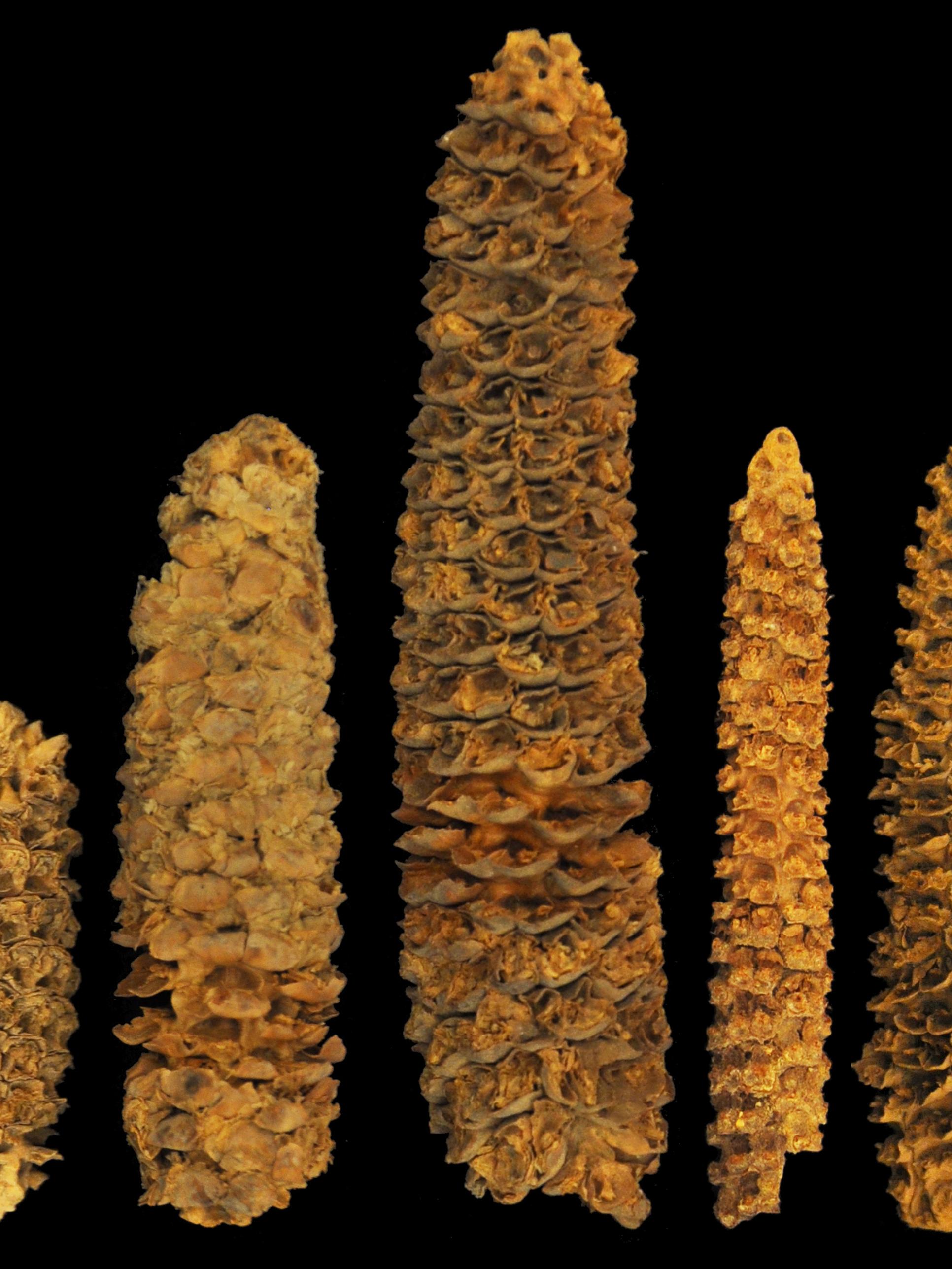 ears of maize from El Gigante
