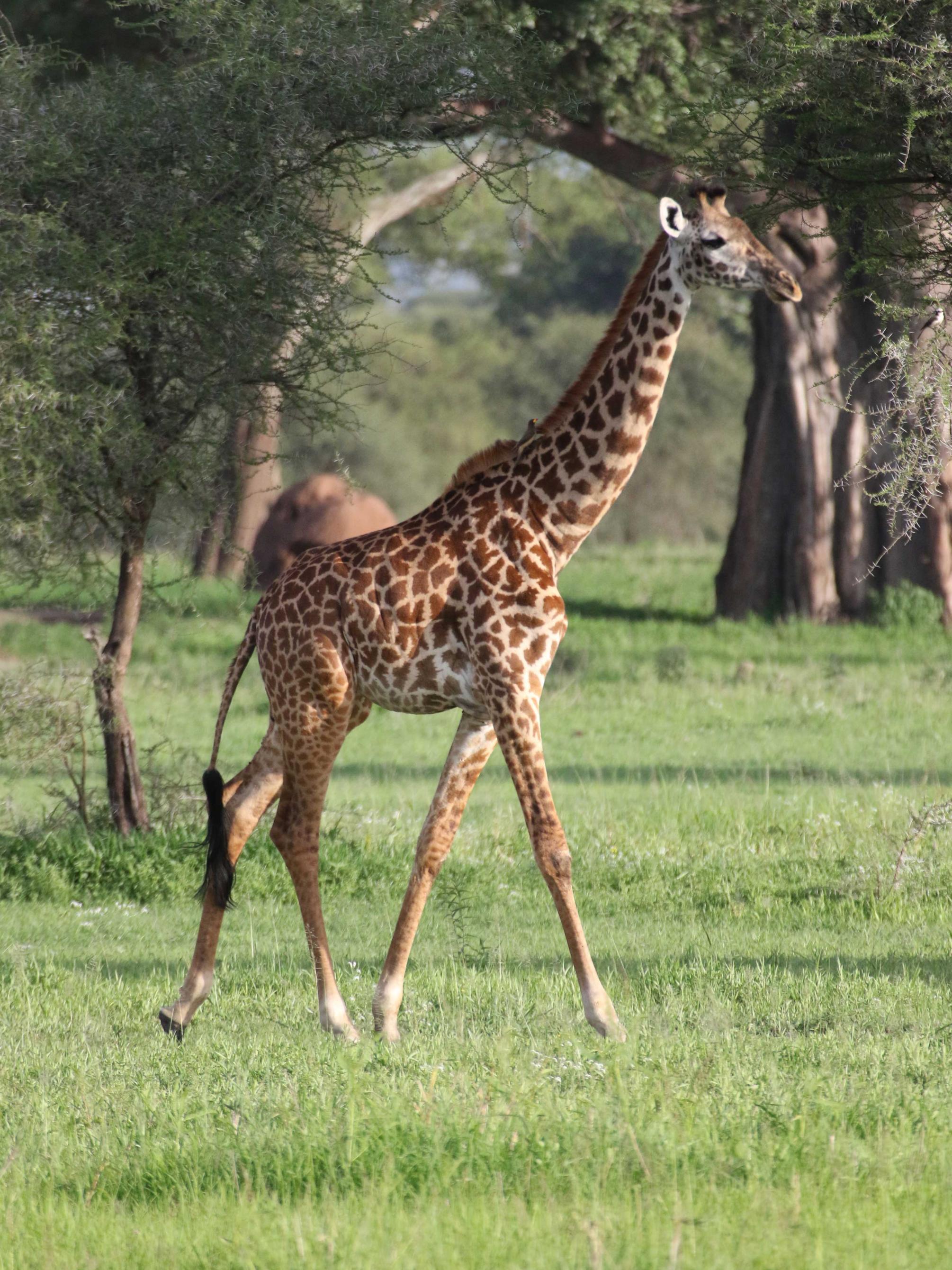 giraffe among trees