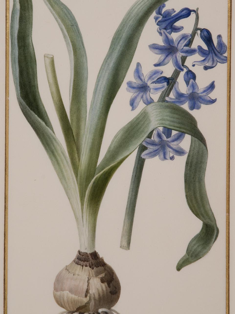 Pancrace Bessa (French, 1772–1846), Hyacinthus Orientalis, 1810–1826