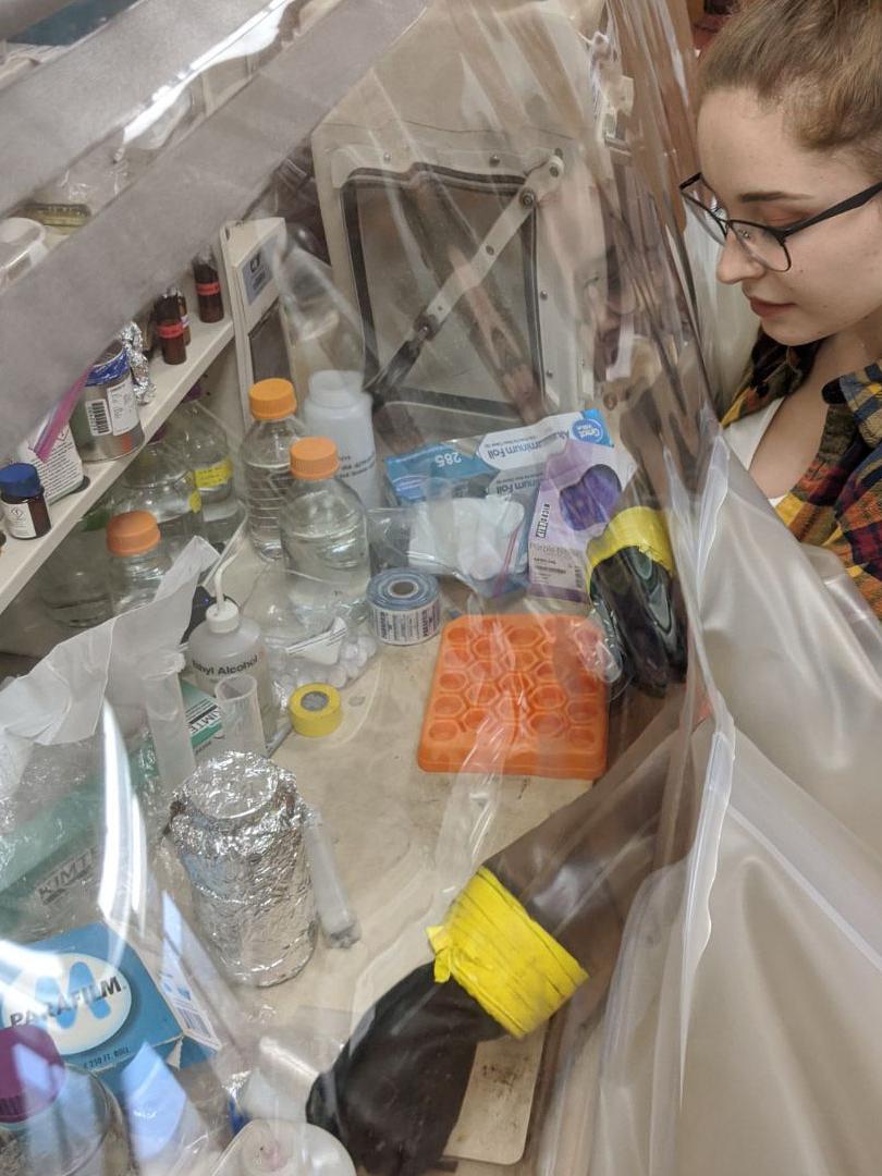 anaerobic chamber
